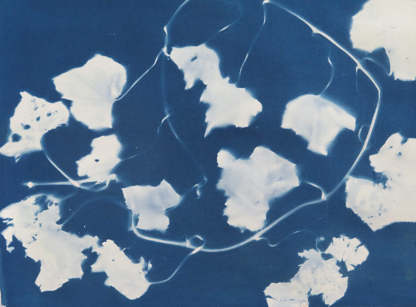 Joy Gregory, Invisible Life Force of Plants, cyanotype and lumen prints, 2020. Image courtesy of the artist.