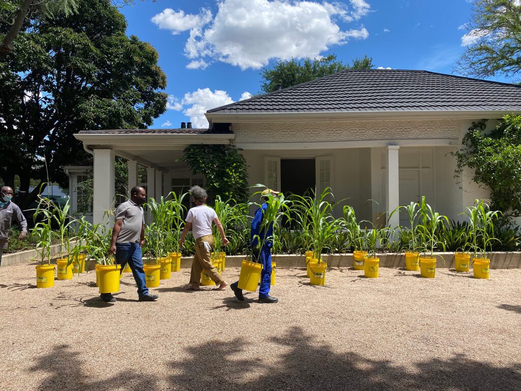Paulo Nazareth, MAZE, 2021, black and white corn in 49 sunflower oil buckets, installation in progress
