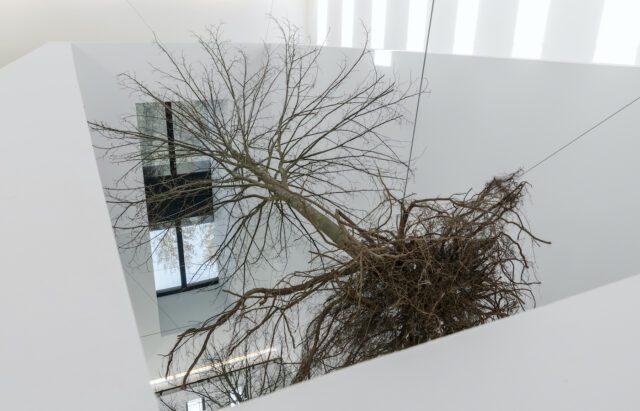 Adrian Piper, I'm the Tree, 2024. Spray-washed dead tree with root system, suspended equidistantly from four corners of a room using steel cables, visible only from above, floor covered with mirror paneling below. Photo credit: Wolfgang